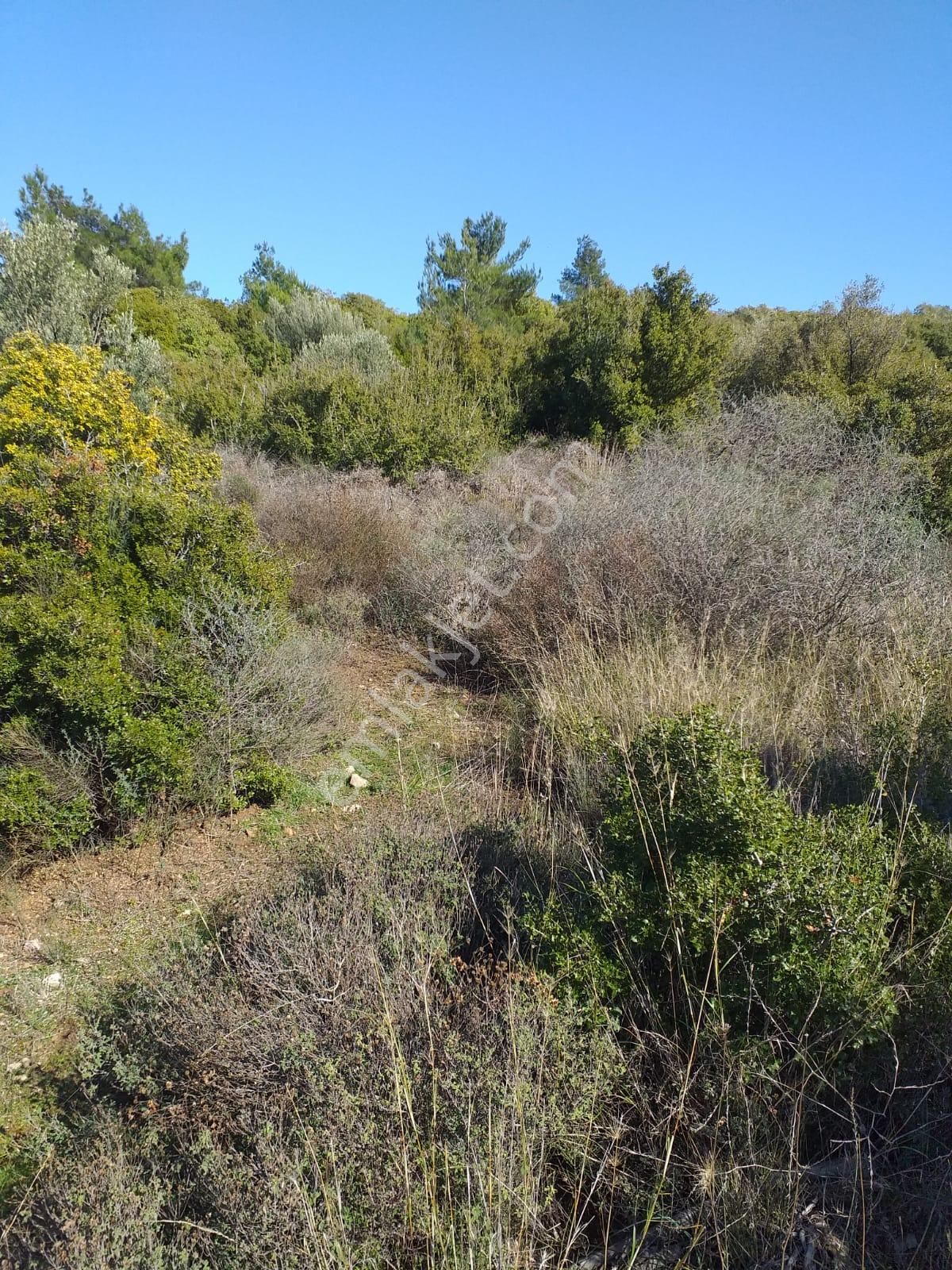 Çanakkale Ezine Kemallı'da Satılık 3594 M2 Zeytinlik - Görsel 12