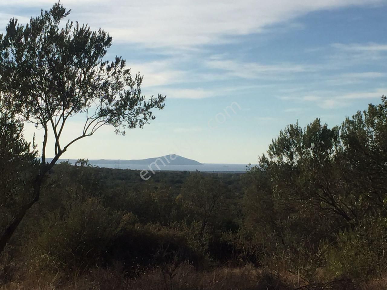 Çanakkale Ezine Kemallı'da Satılık 3594 M2 Zeytinlik