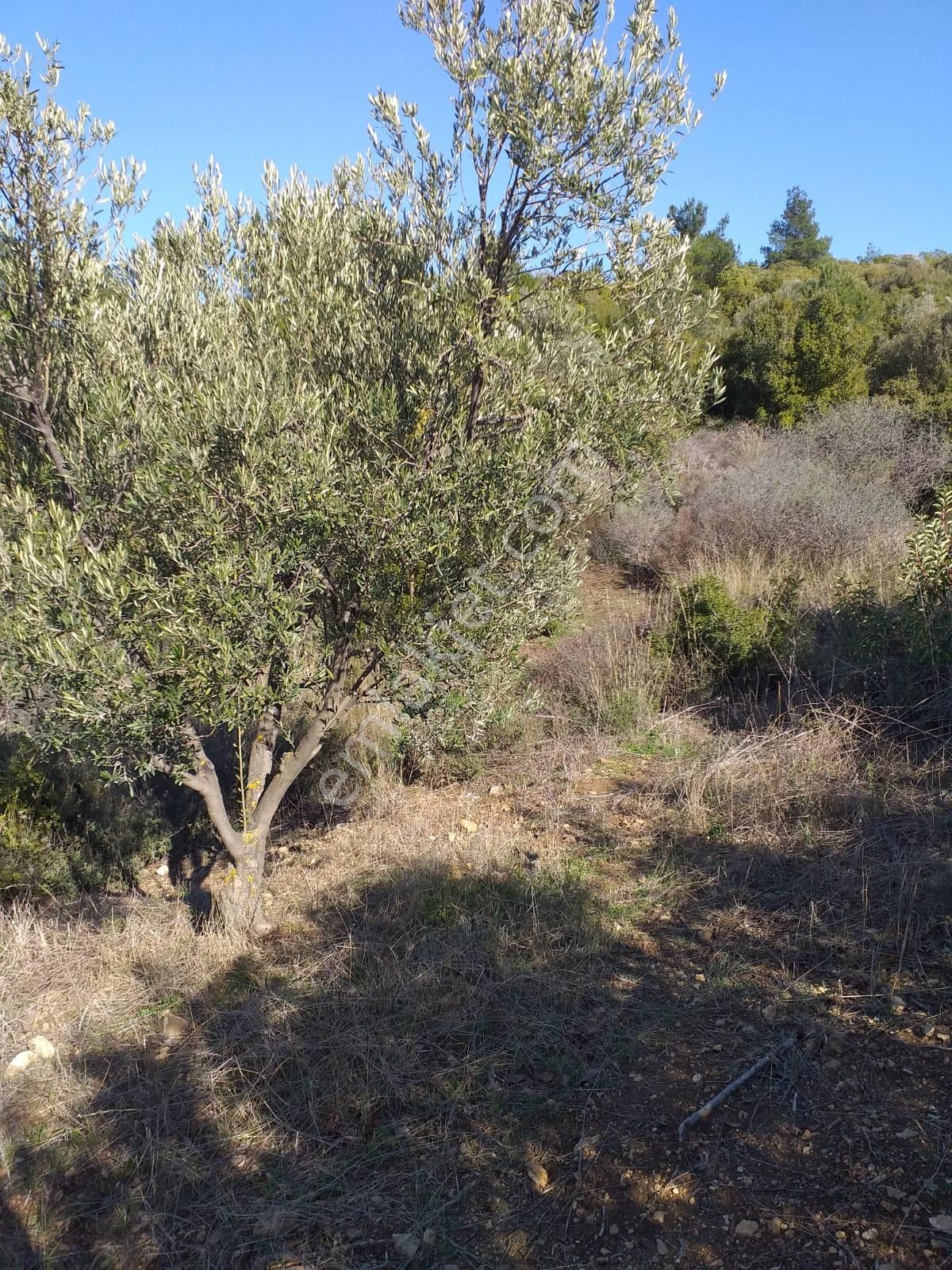 Çanakkale Ezine Kemallı'da Satılık 3594 M2 Zeytinlik - Görsel 9
