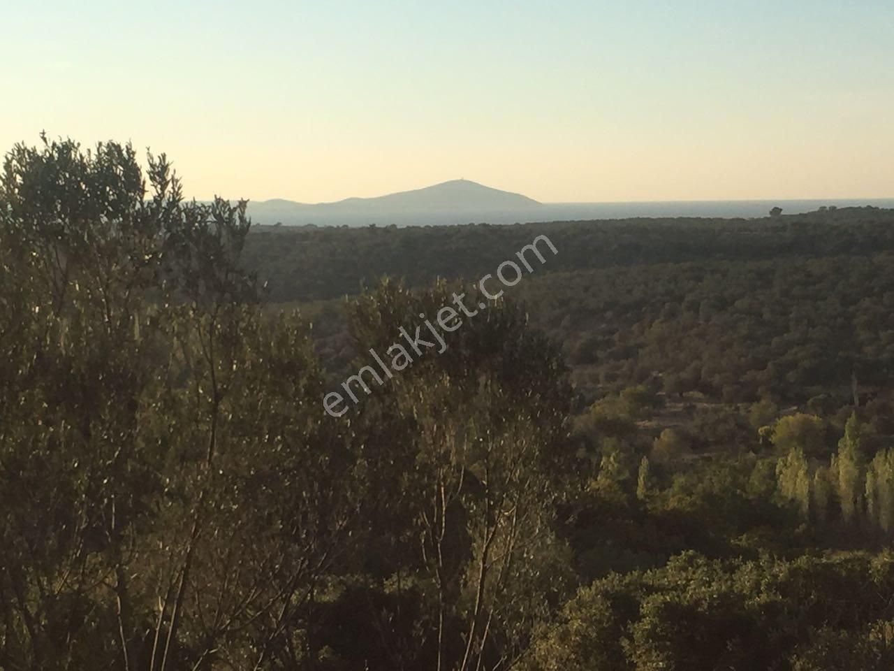 Çanakkale Ezine Kemallı'da Satılık 3594 M2 Zeytinlik - Görsel 4