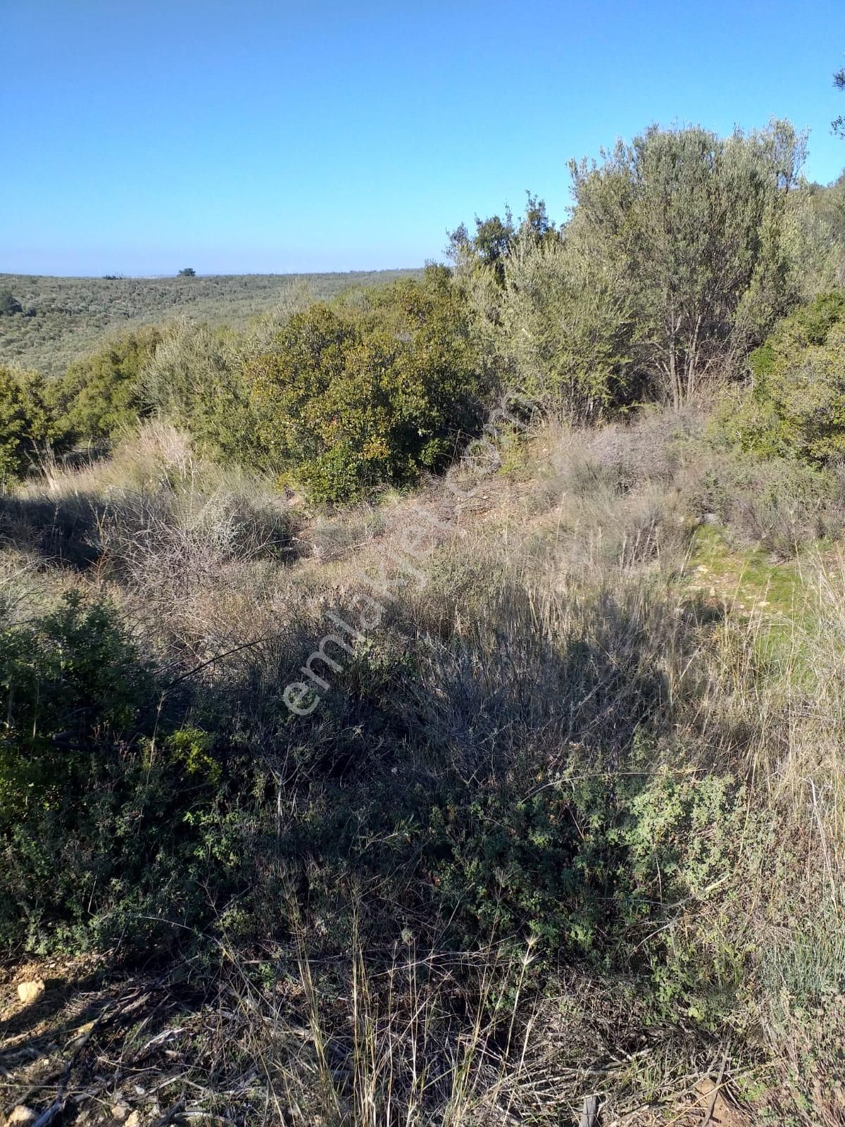 Çanakkale Ezine Kemallı'da Satılık 3594 M2 Zeytinlik - Görsel 7