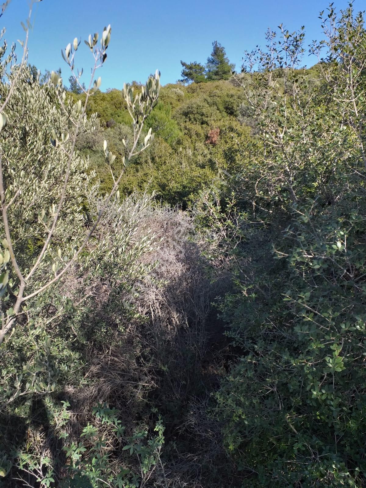 Çanakkale Ezine Kemallı'da Satılık 3594 M2 Zeytinlik - Görsel 15