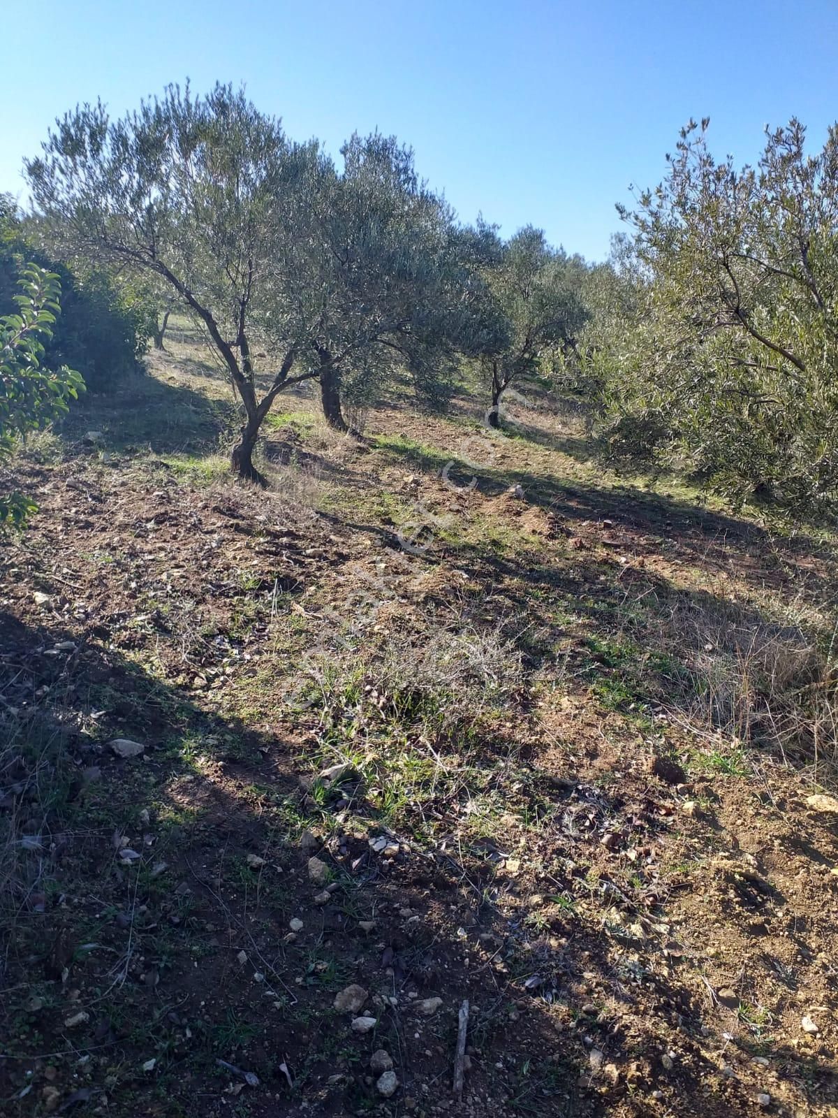 Çanakkale Ezine Kemallı'da Satılık 3594 M2 Zeytinlik - Görsel 8