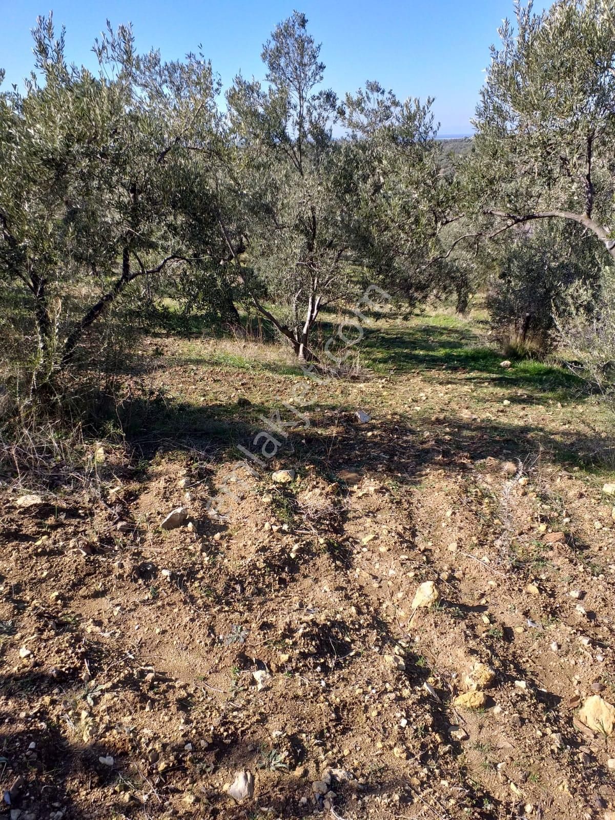 Çanakkale Ezine Kemallı'da Satılık 3594 M2 Zeytinlik - Görsel 11