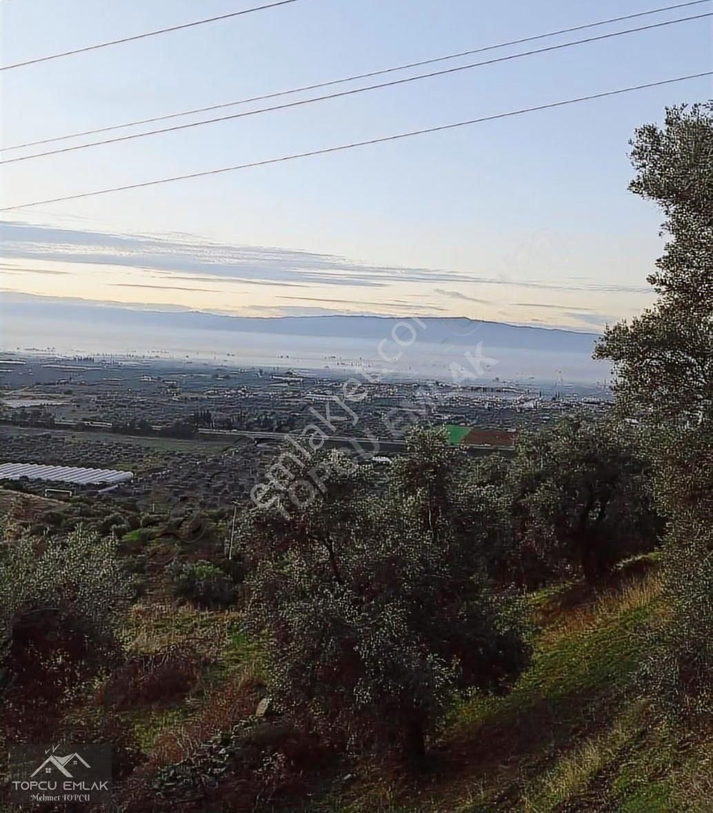 Aydın İncirliova Akçeşmede Satılık Tek Tapu 8.664 M² Zeytinlik - Görsel 23