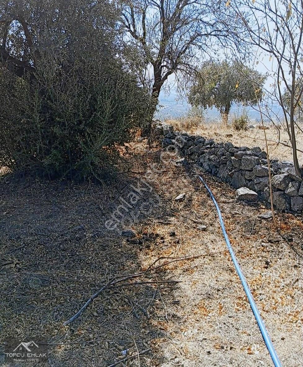 Aydın İncirliova Akçeşmede Satılık Tek Tapu 8.664 M² Zeytinlik - Görsel 26