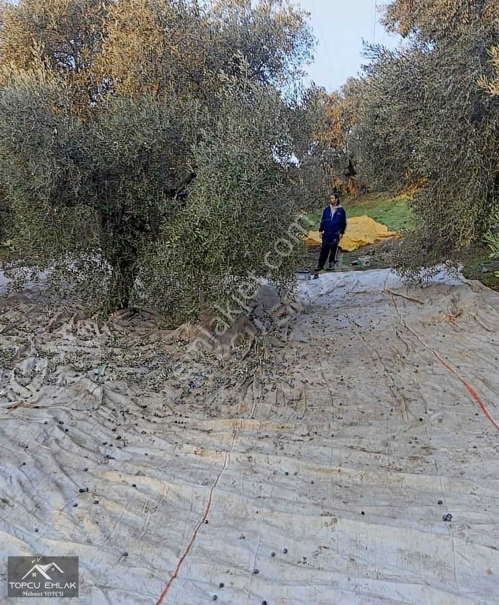 Aydın İncirliova Akçeşmede Satılık Tek Tapu 8.664 M² Zeytinlik - Görsel 7