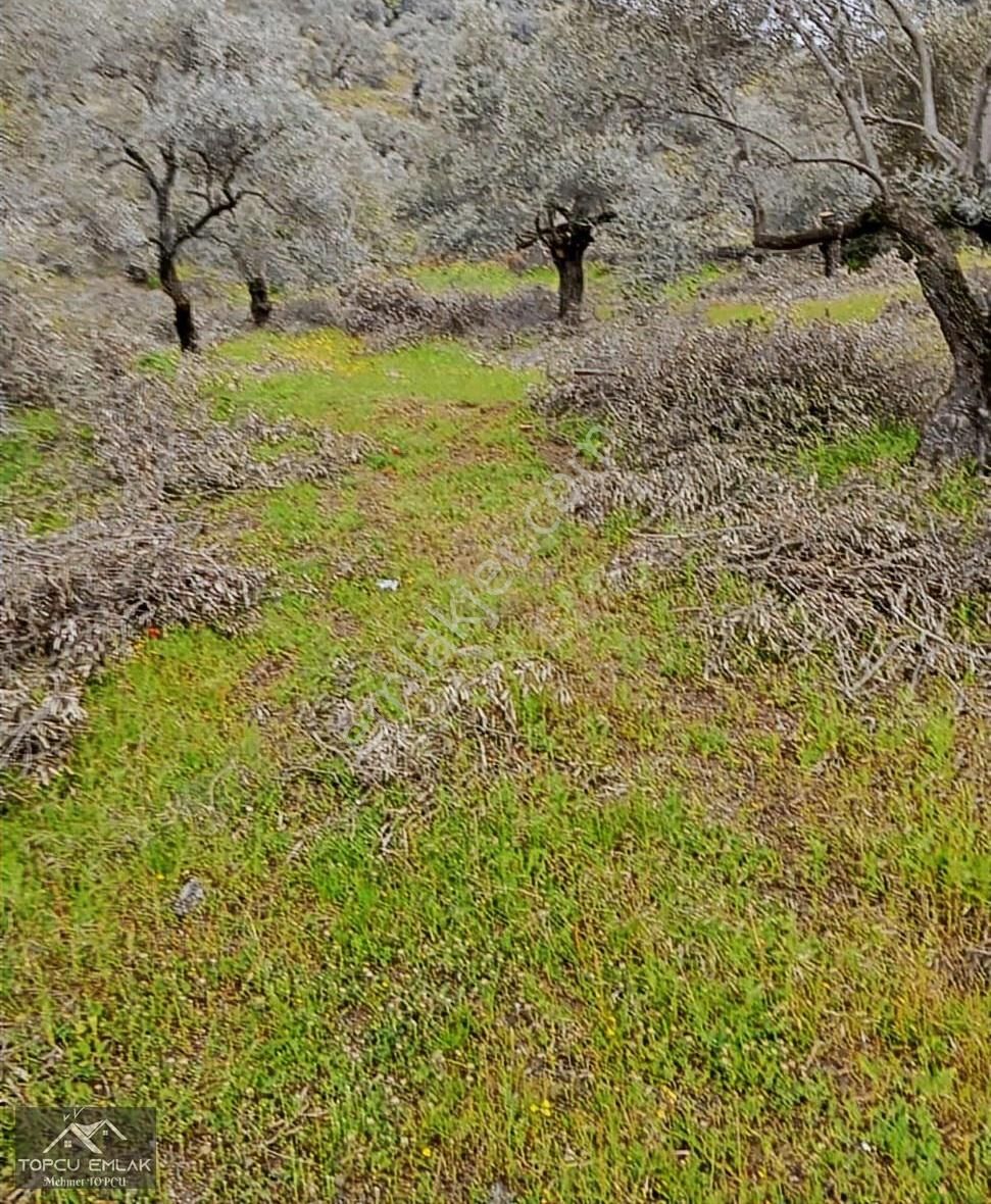 Aydın İncirliova Akçeşmede Satılık Tek Tapu 8.664 M² Zeytinlik - Görsel 11
