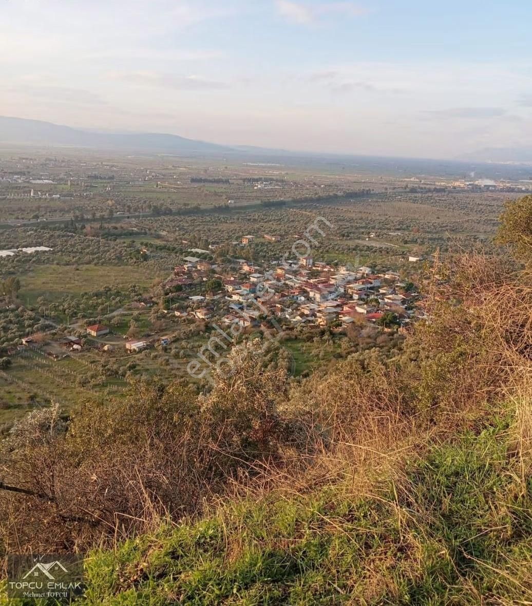 Aydın İncirliova Akçeşmede Satılık Tek Tapu 8.664 M² Zeytinlik - Görsel 4