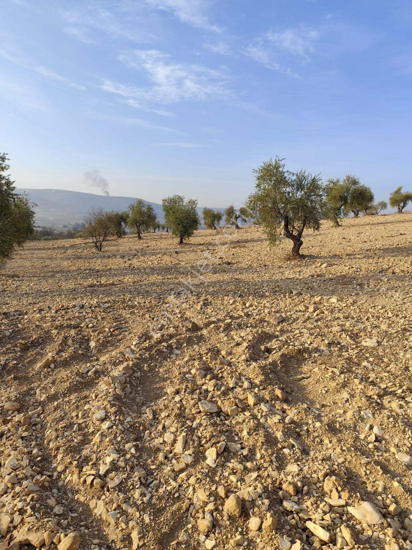 Ayyıldız Emlaktan 7.022 M2 Zeytinlik İmar Planına Yakın Bölgede - Görsel 21