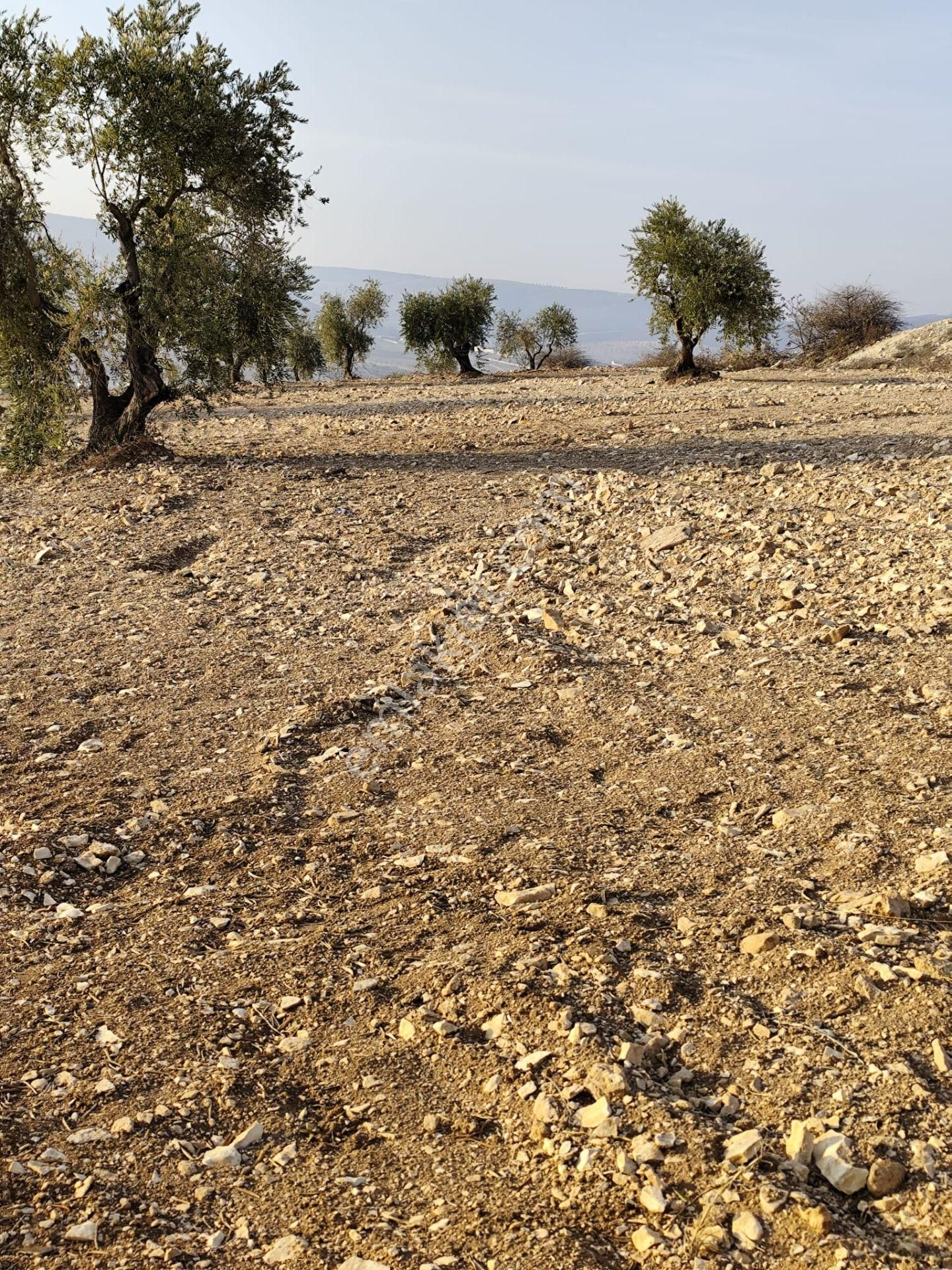 Ayyıldız Emlaktan 7.022 M2 Zeytinlik İmar Planına Yakın Bölgede - Görsel 26