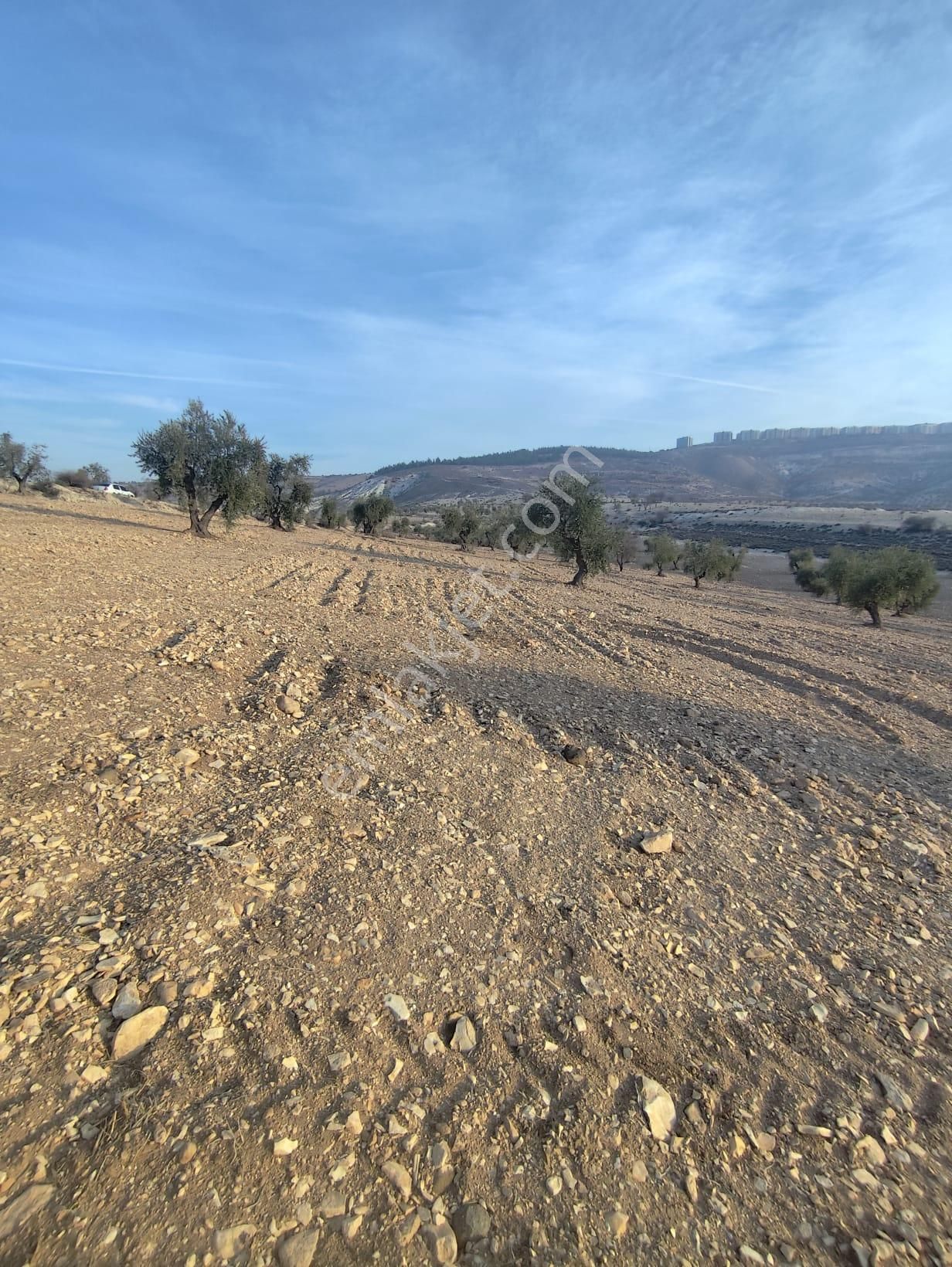 Ayyıldız Emlaktan 7.022 M2 Zeytinlik İmar Planına Yakın Bölgede - Görsel 22