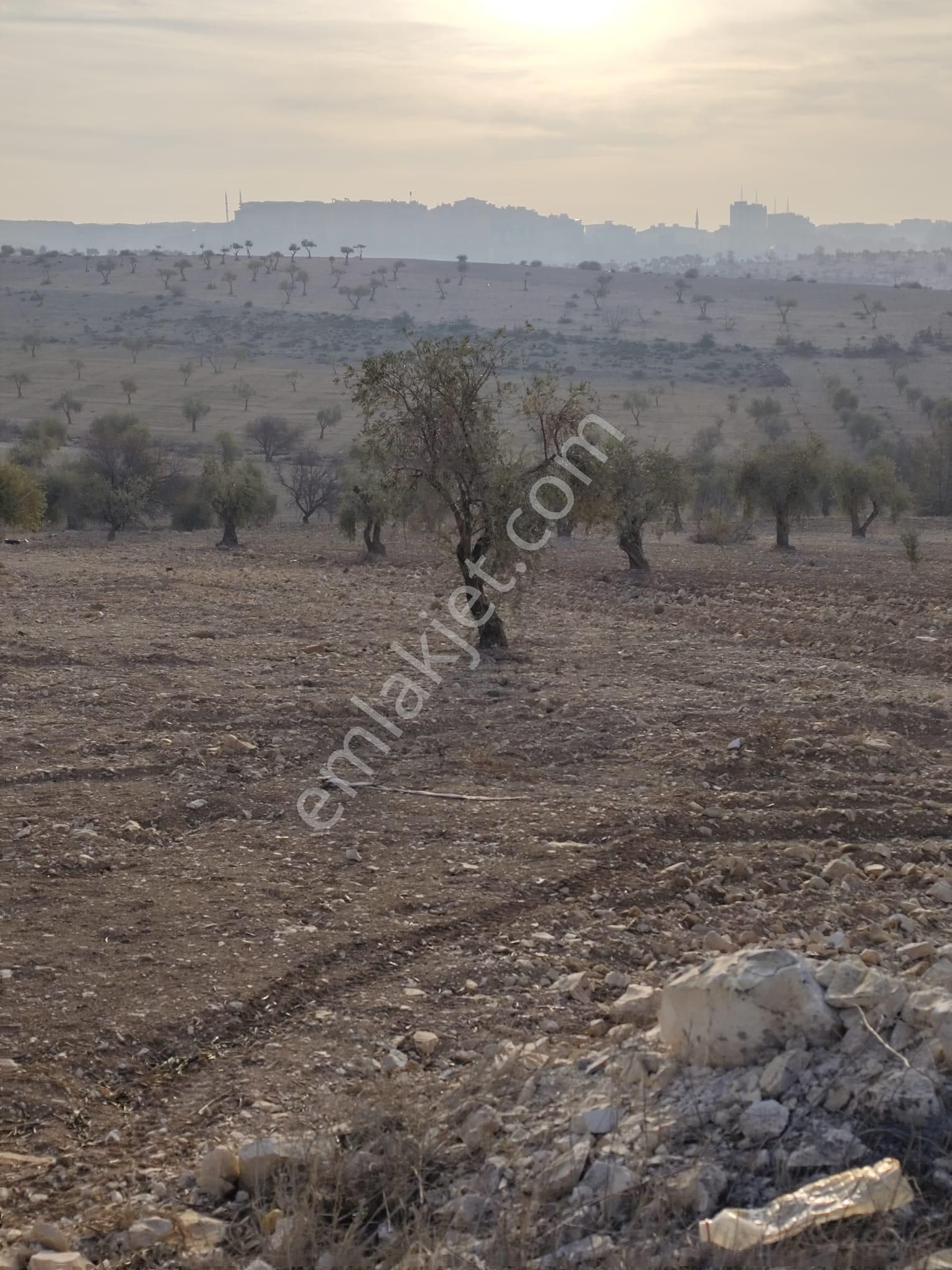 Ayyıldız Emlaktan 7.022 M2 Zeytinlik İmar Planına Yakın Bölgede - Görsel 6
