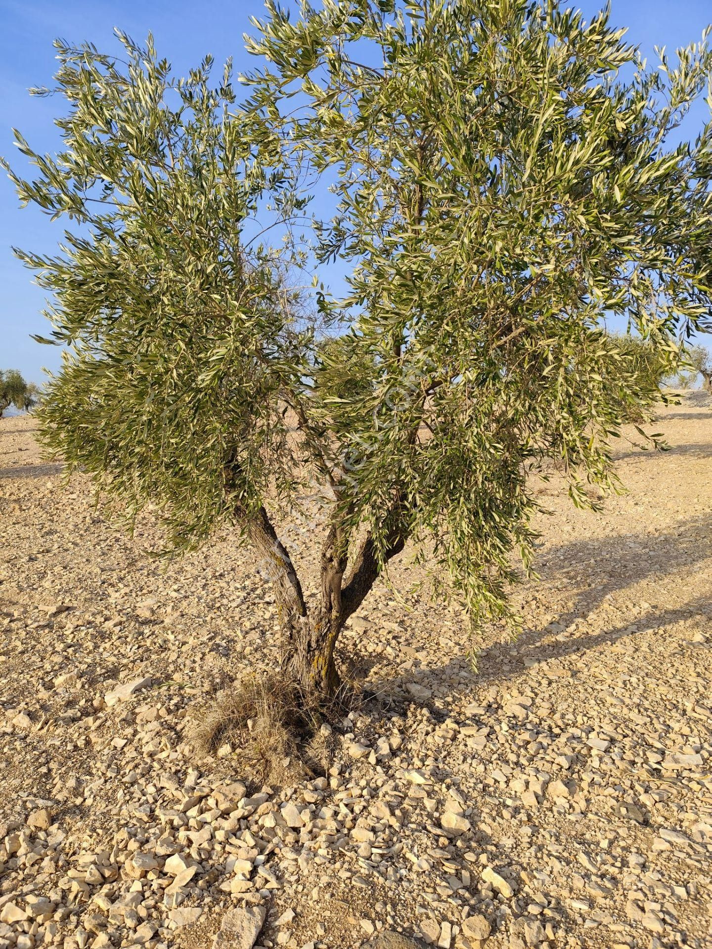 Ayyıldız Emlaktan 7.022 M2 Zeytinlik İmar Planına Yakın Bölgede - Görsel 23