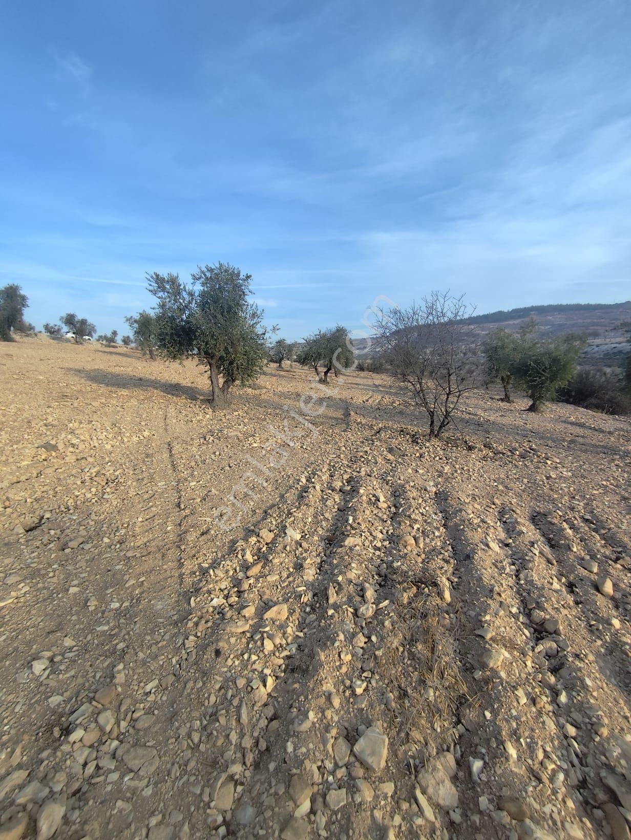 Ayyıldız Emlaktan 7.022 M2 Zeytinlik İmar Planına Yakın Bölgede - Görsel 13