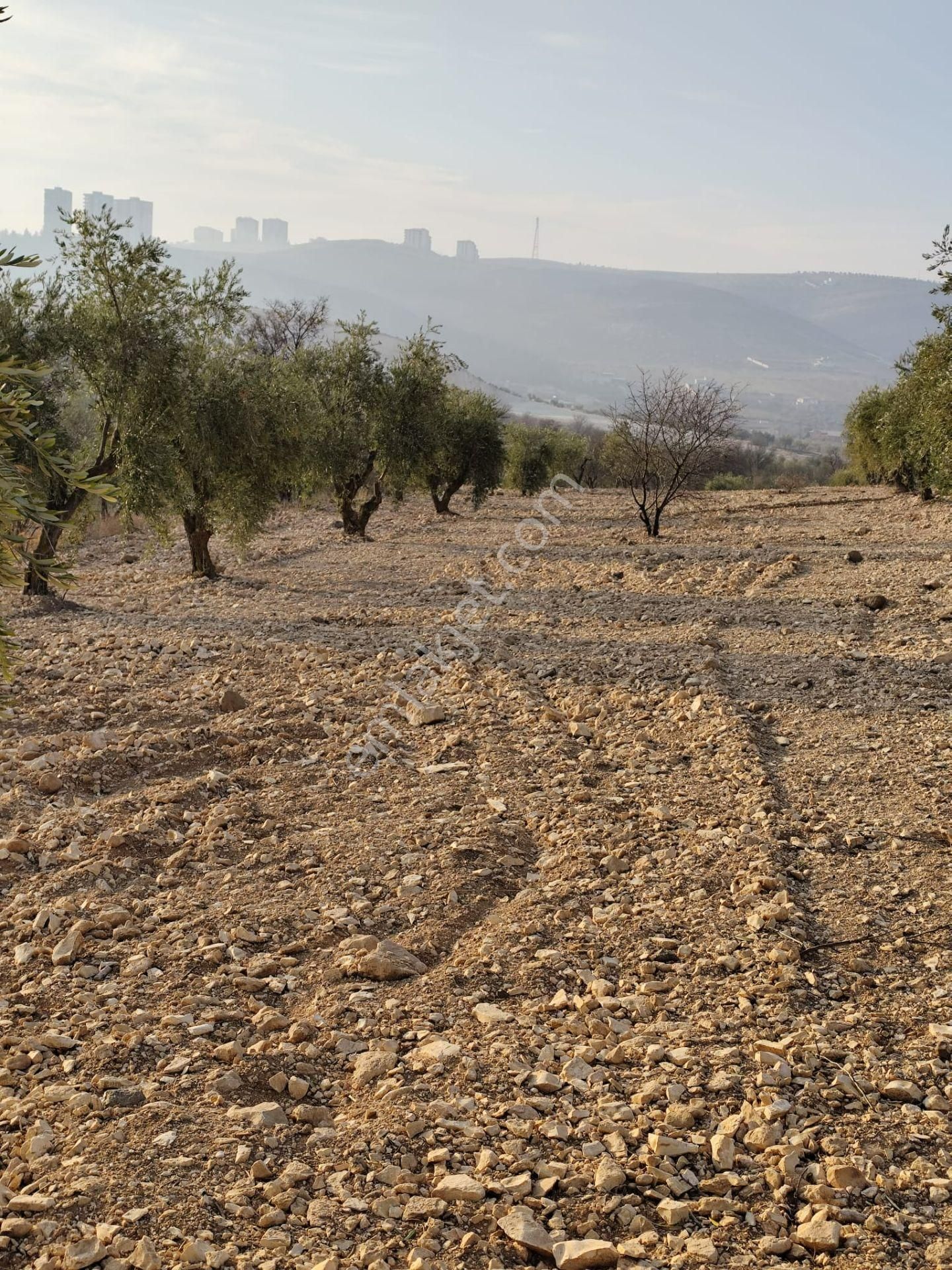 Ayyıldız Emlaktan 7.022 M2 Zeytinlik İmar Planına Yakın Bölgede - Görsel 18