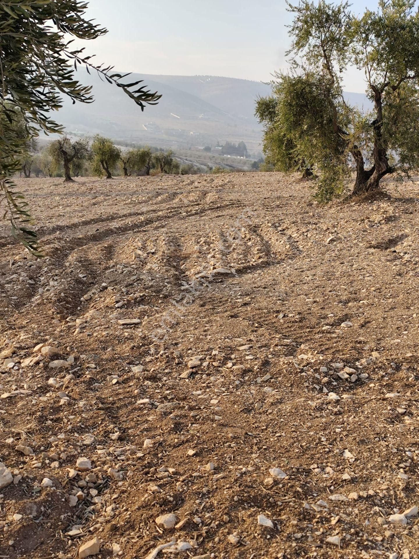 Ayyıldız Emlaktan 7.022 M2 Zeytinlik İmar Planına Yakın Bölgede - Görsel 19