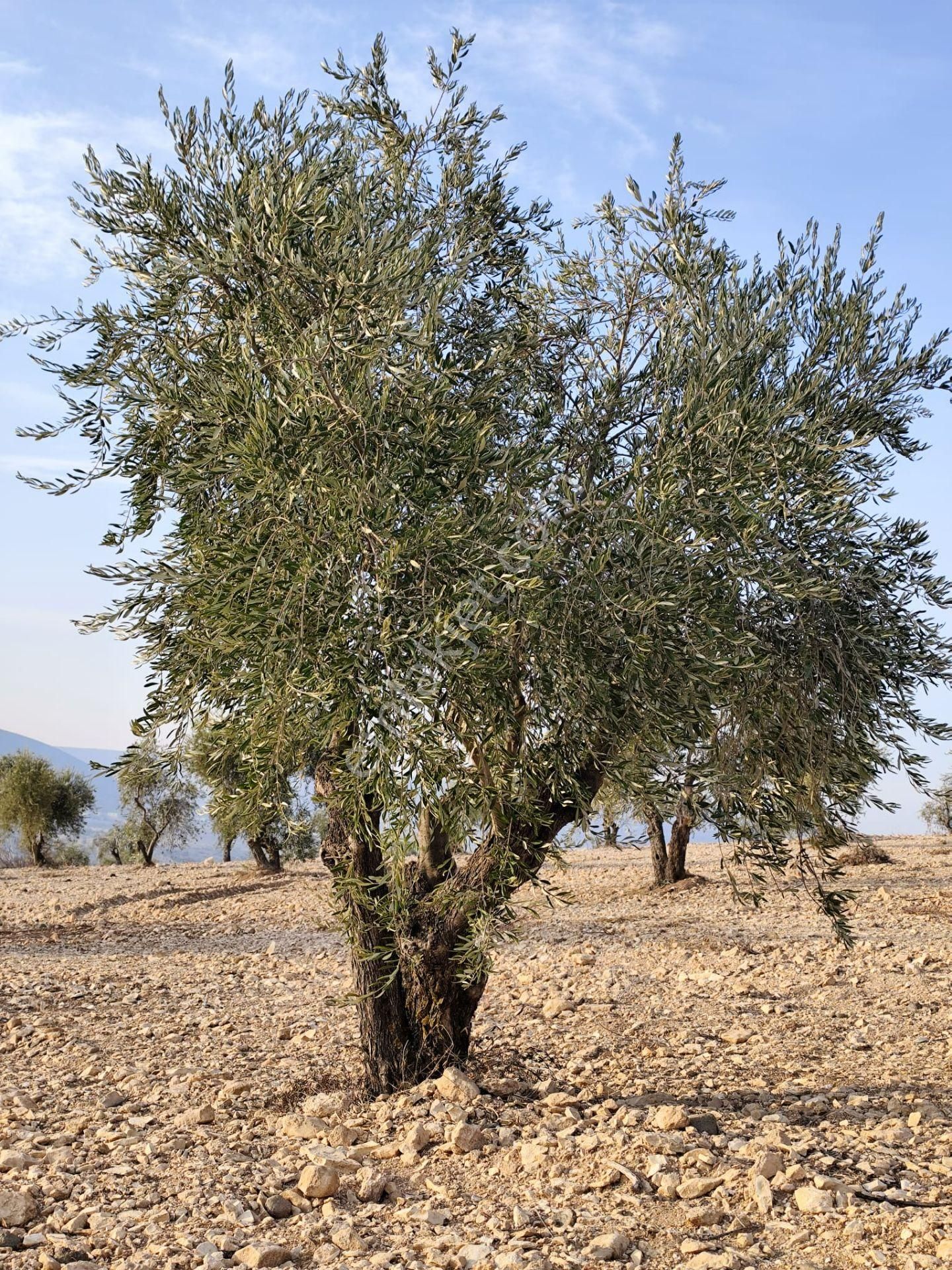 Ayyıldız Emlaktan 7.022 M2 Zeytinlik İmar Planına Yakın Bölgede - Görsel 12