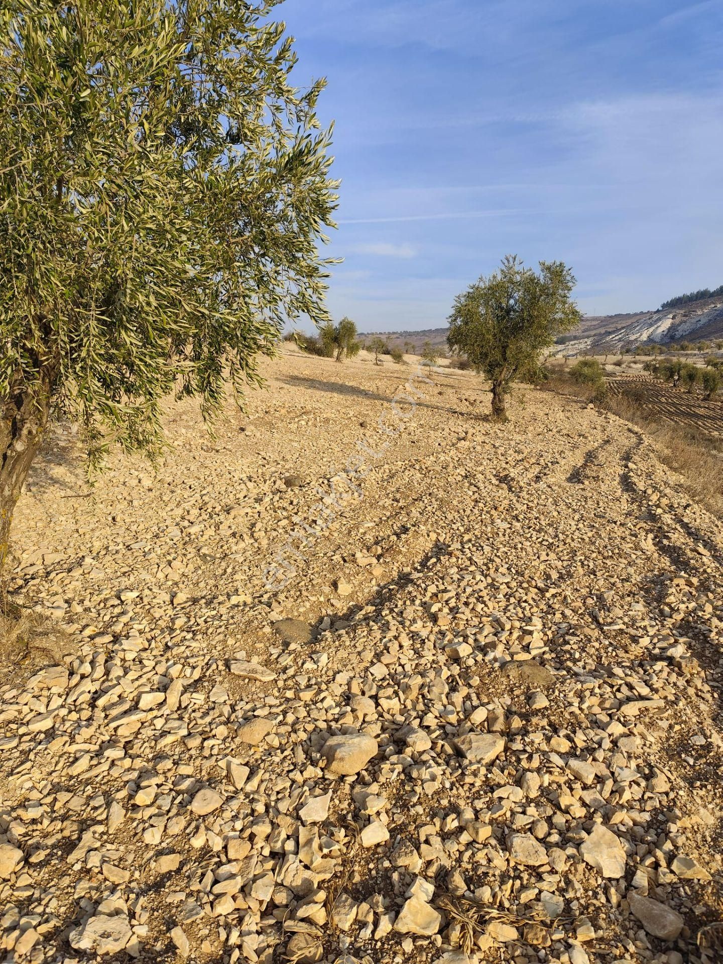 Ayyıldız Emlaktan 7.022 M2 Zeytinlik İmar Planına Yakın Bölgede - Görsel 24