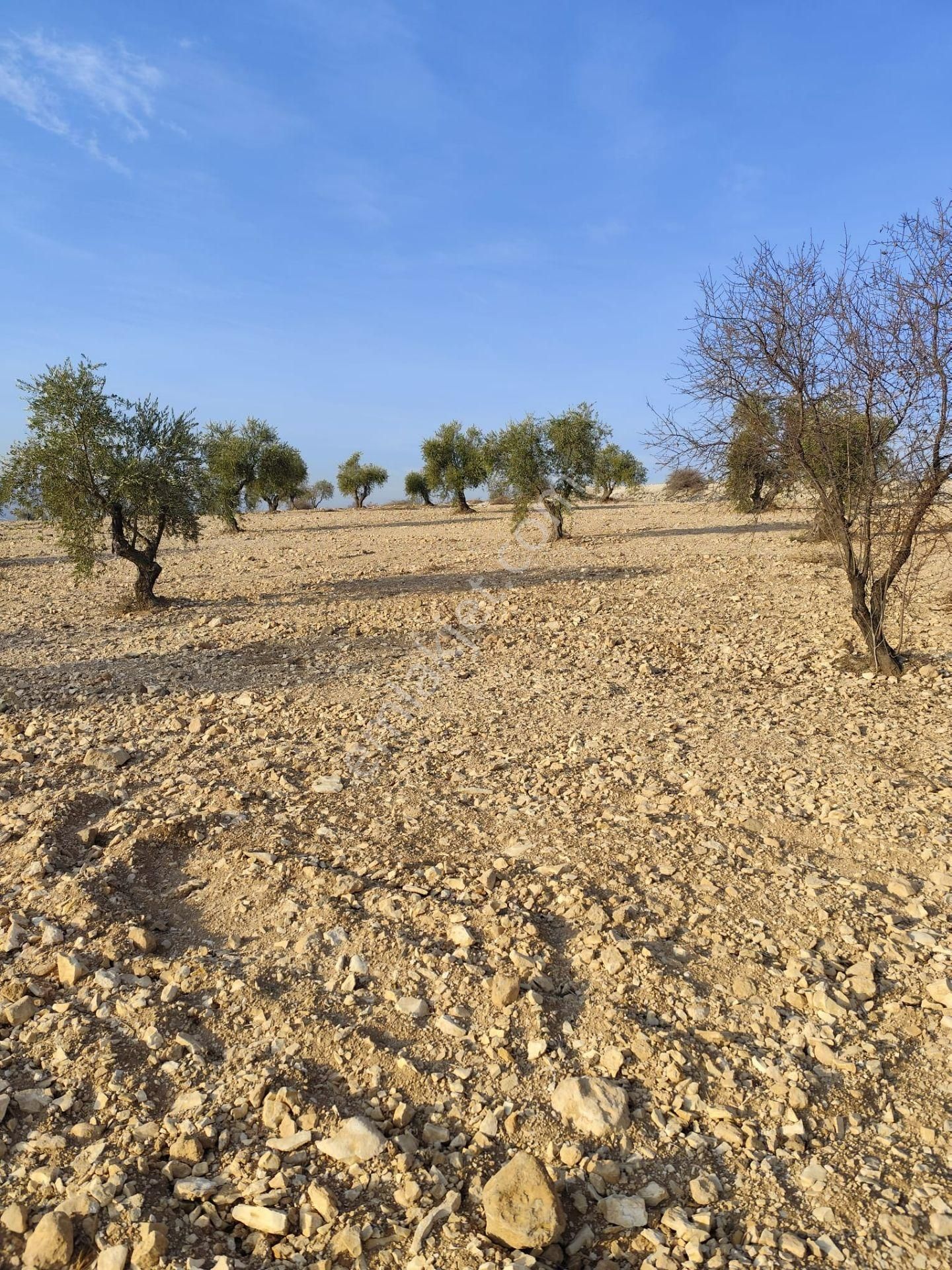 Ayyıldız Emlaktan 7.022 M2 Zeytinlik İmar Planına Yakın Bölgede - Görsel 17