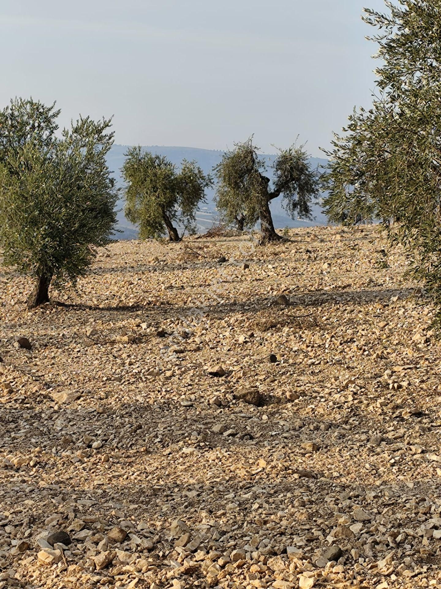 Ayyıldız Emlaktan 7.022 M2 Zeytinlik İmar Planına Yakın Bölgede