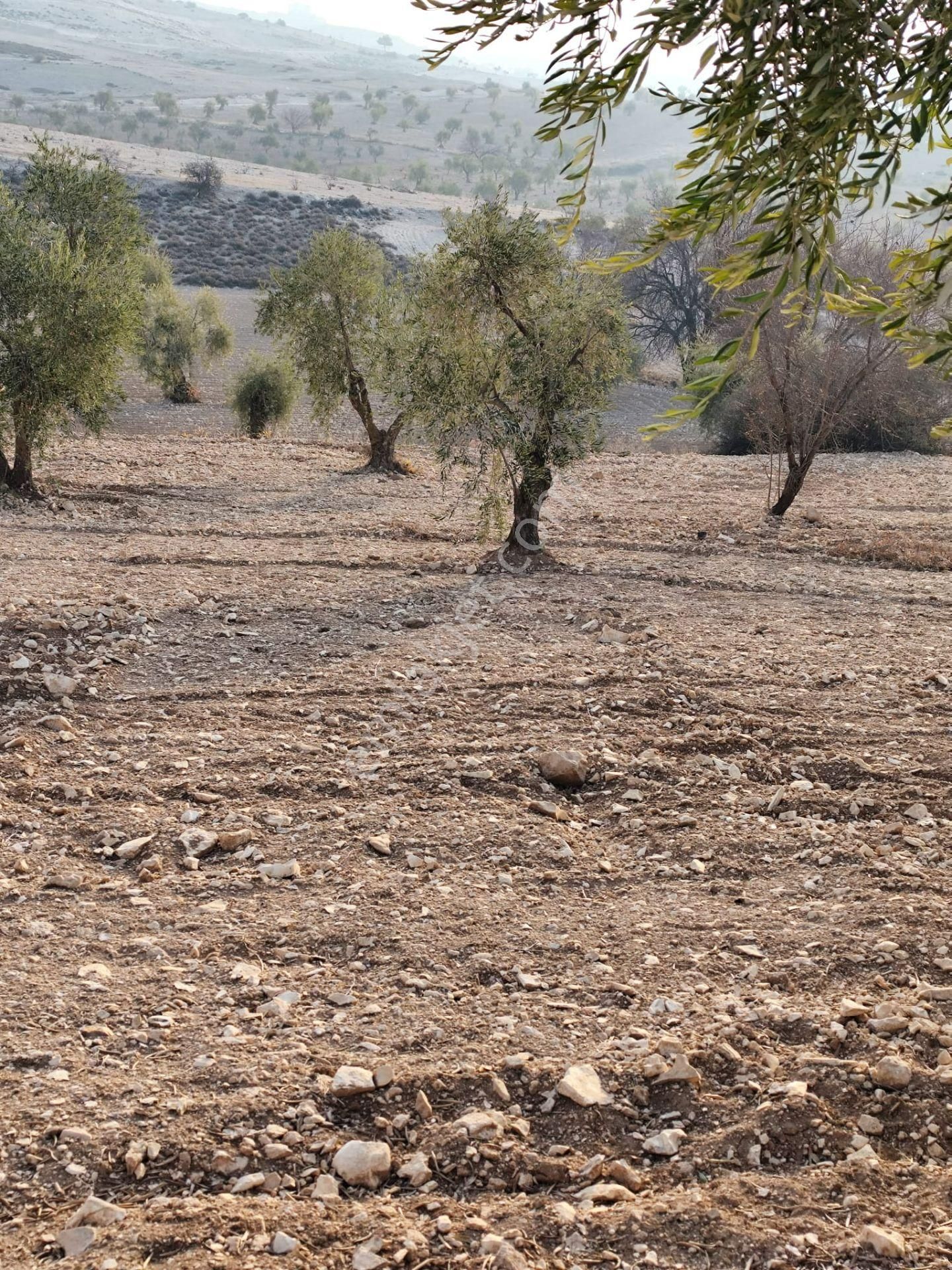 Ayyıldız Emlaktan 7.022 M2 Zeytinlik İmar Planına Yakın Bölgede - Görsel 16