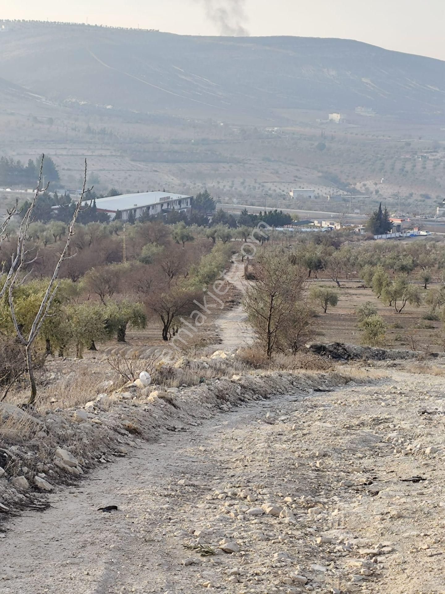 Ayyıldız Emlaktan 7.022 M2 Zeytinlik İmar Planına Yakın Bölgede - Görsel 9