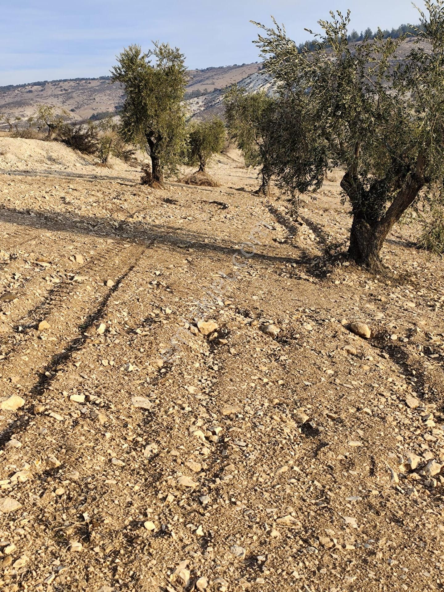 Ayyıldız Emlaktan 7.022 M2 Zeytinlik İmar Planına Yakın Bölgede - Görsel 20