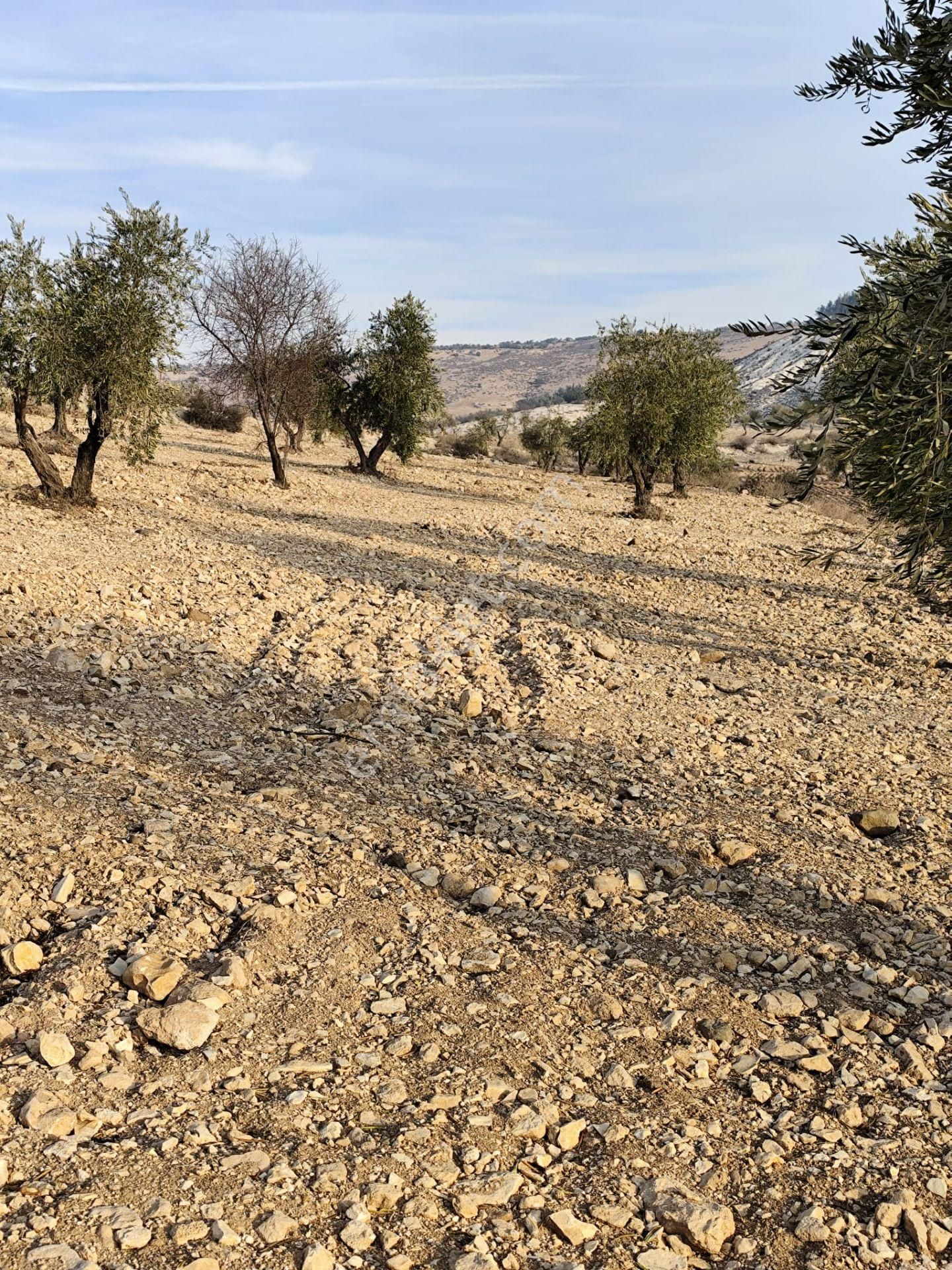 Ayyıldız Emlaktan 7.022 M2 Zeytinlik İmar Planına Yakın Bölgede - Görsel 15