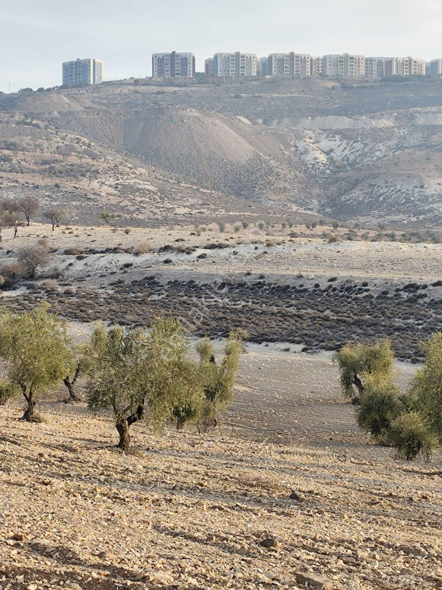 Ayyıldız Emlaktan 7.022 M2 Zeytinlik İmar Planına Yakın Bölgede - Görsel 11