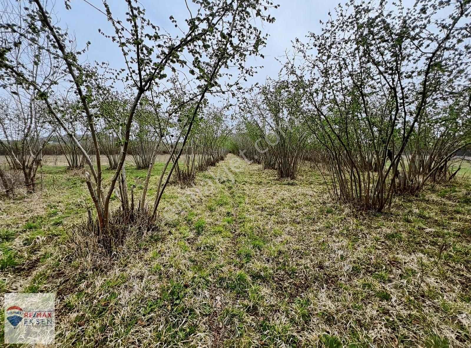 Şile İsaköy Mahallesi Kocadere Cepheli 2.322 M2 Satılık Tarla - Görsel 16