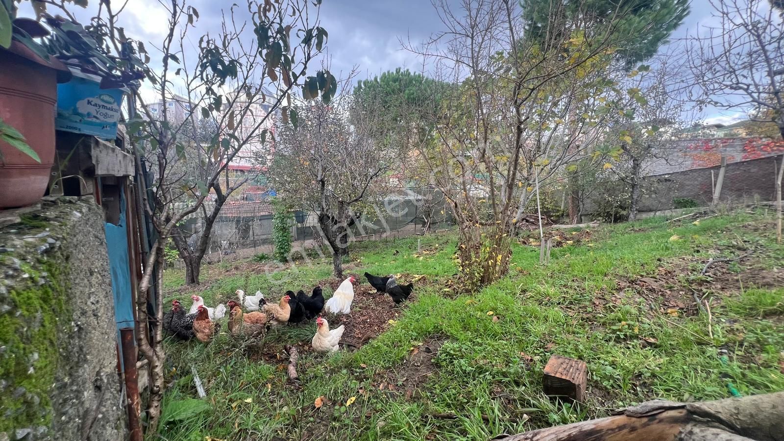 İstanbul'un Göbeğinde Doğal Yaşam Fırsatı - Görsel 11