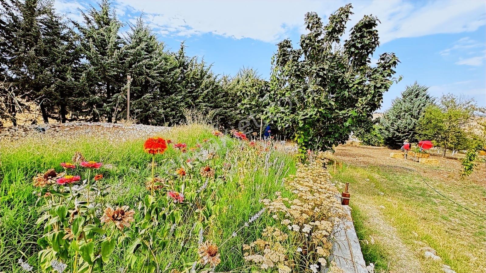 Turyap'tan Agro Turizm Ve Efsanavi Bağ Evi Ve Meyve Bahçesi Sat. - Görsel 31