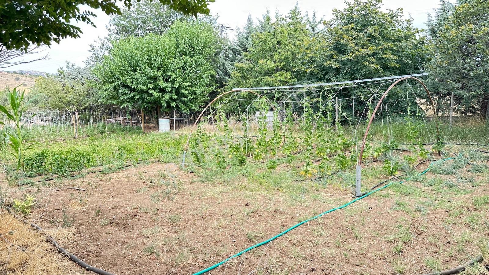 Turyap'tan Agro Turizm Ve Efsanavi Bağ Evi Ve Meyve Bahçesi Sat. - Görsel 35