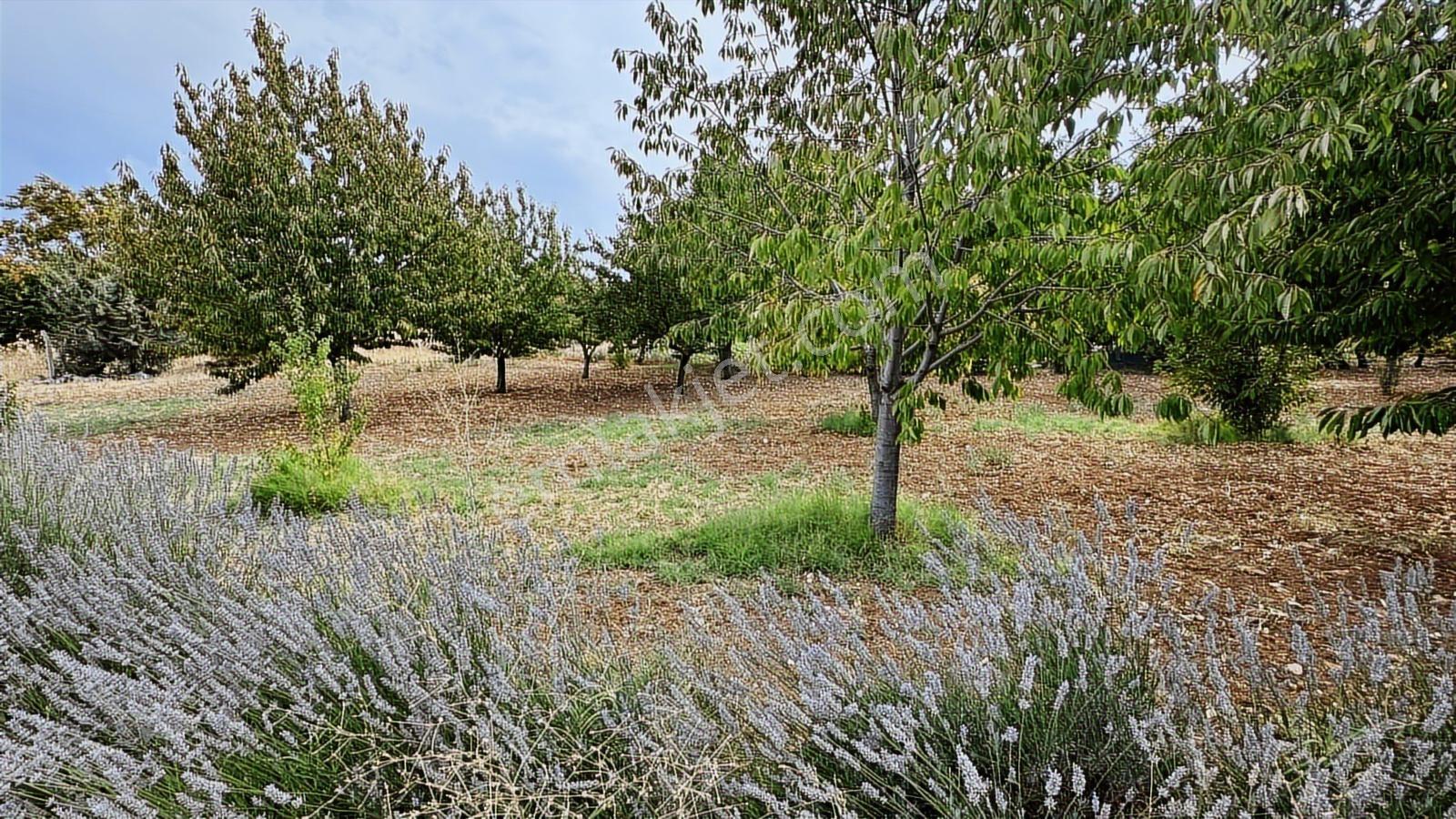 Turyap'tan Agro Turizm Ve Efsanavi Bağ Evi Ve Meyve Bahçesi Sat. - Görsel 21