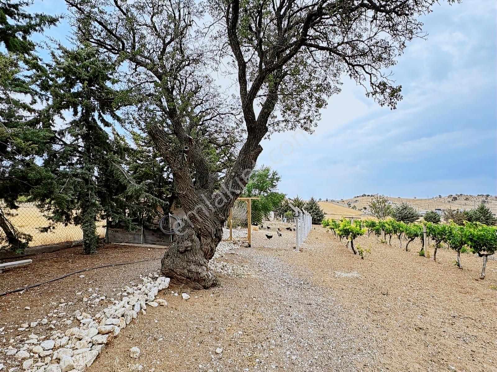 Turyap'tan Agro Turizm Ve Efsanavi Bağ Evi Ve Meyve Bahçesi Sat. - Görsel 16