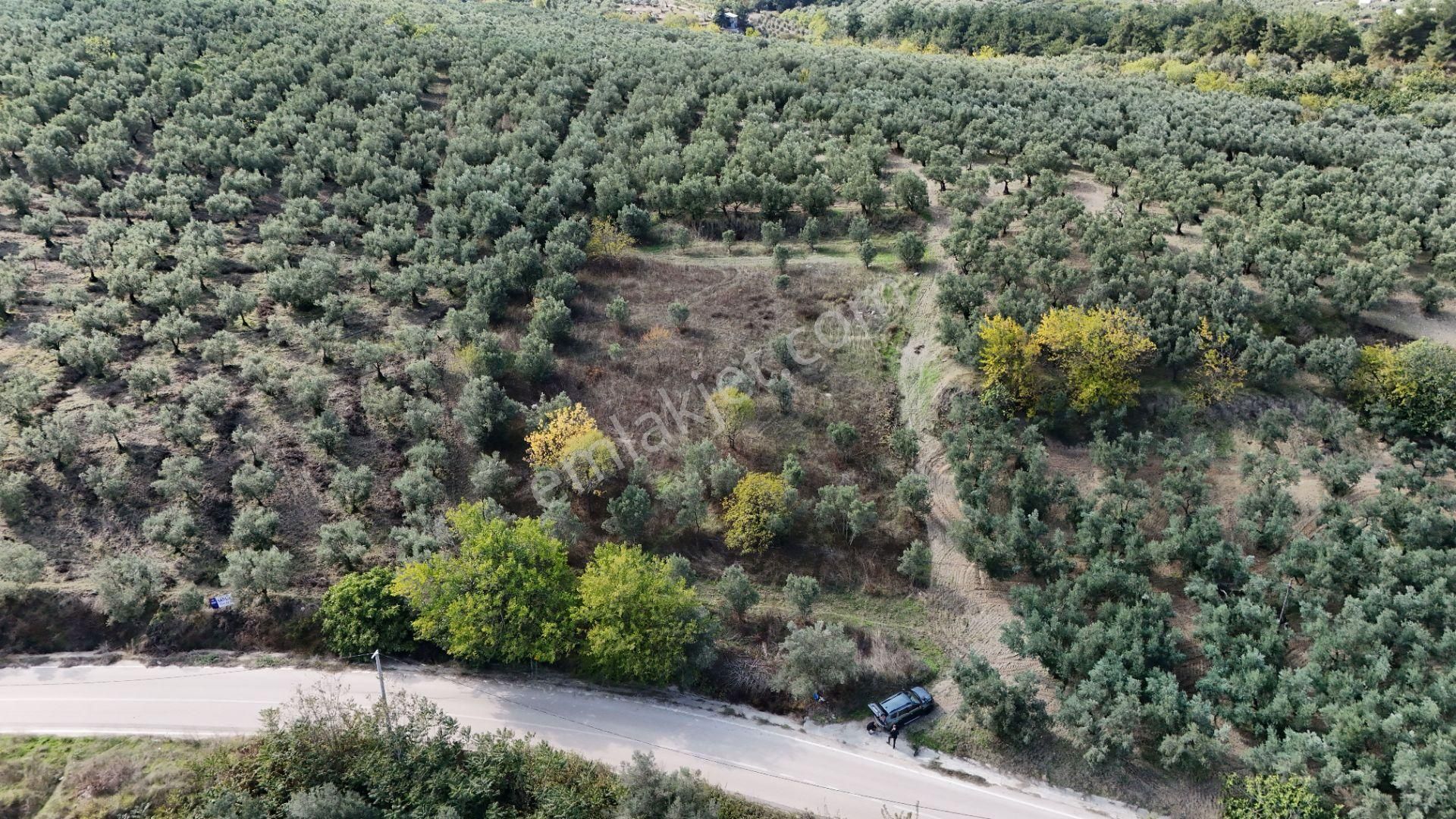 Bursa Mudanya Aydınpınar Asfalt Cephe Deniz Manzaralı - Görsel 5