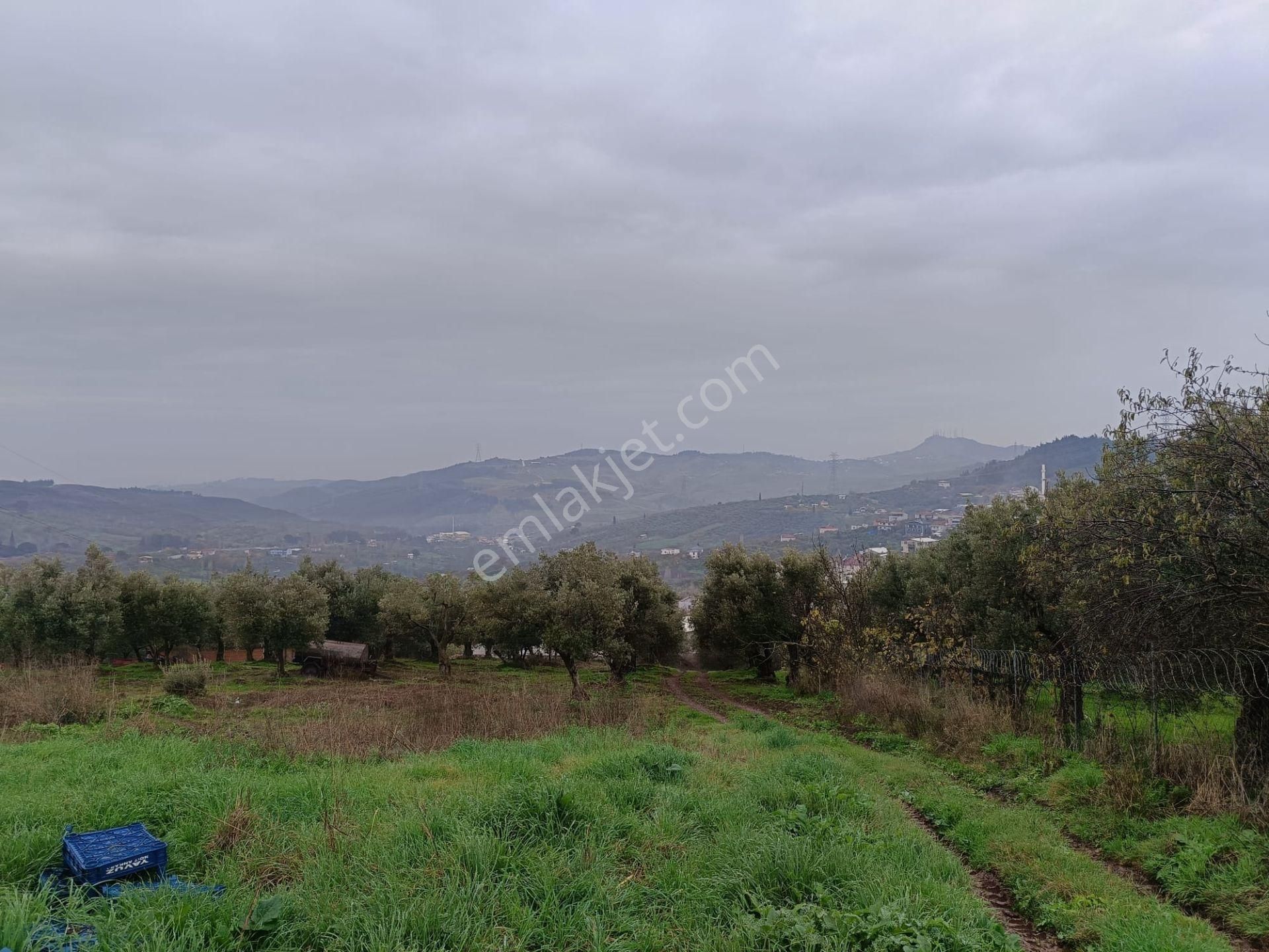 Bursa Osmangazi Dürdane Mah Yatırımlık 1380 M2 Satılık Zeytinlik