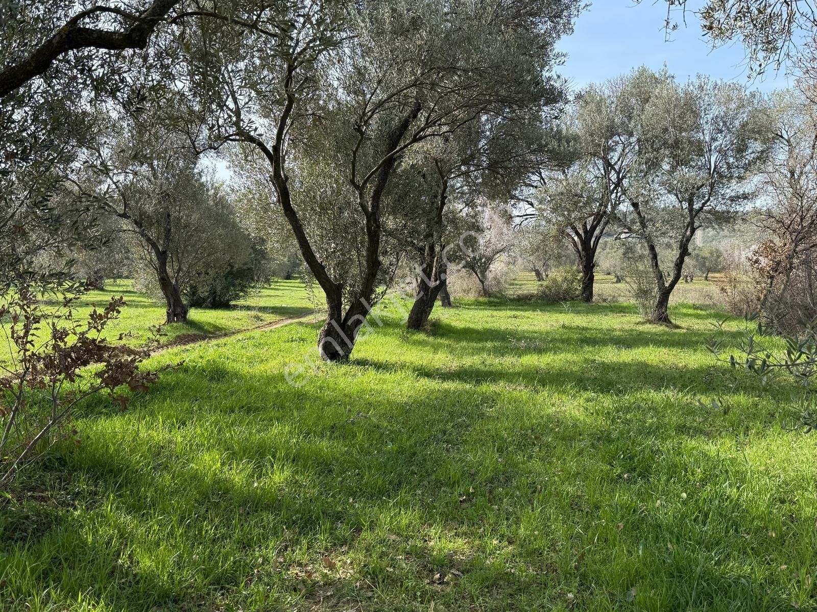 Miryadan Burhaniye Ağacık Köyünde Satılık Tarla - Görsel 7