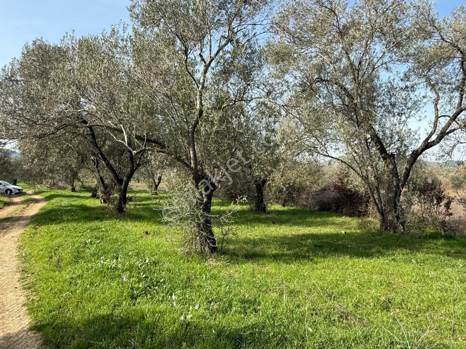 Miryadan Burhaniye Ağacık Köyünde Satılık Tarla - Görsel 3