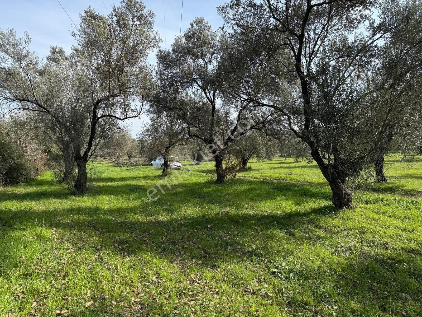 Miryadan Burhaniye Ağacık Köyünde Satılık Tarla - Görsel 9