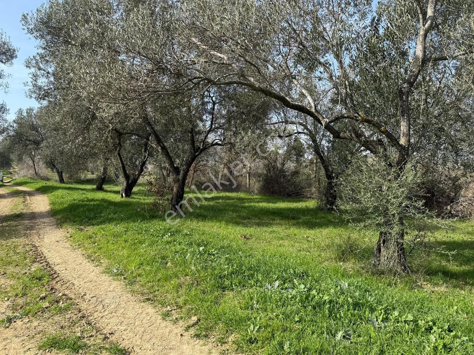 Miryadan Burhaniye Ağacık Köyünde Satılık Tarla - Görsel 4