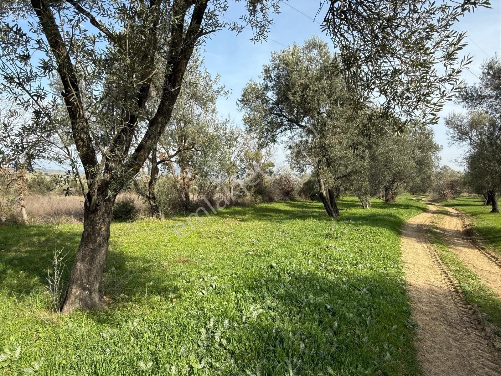 Miryadan Burhaniye Ağacık Köyünde Satılık Tarla - Görsel 2