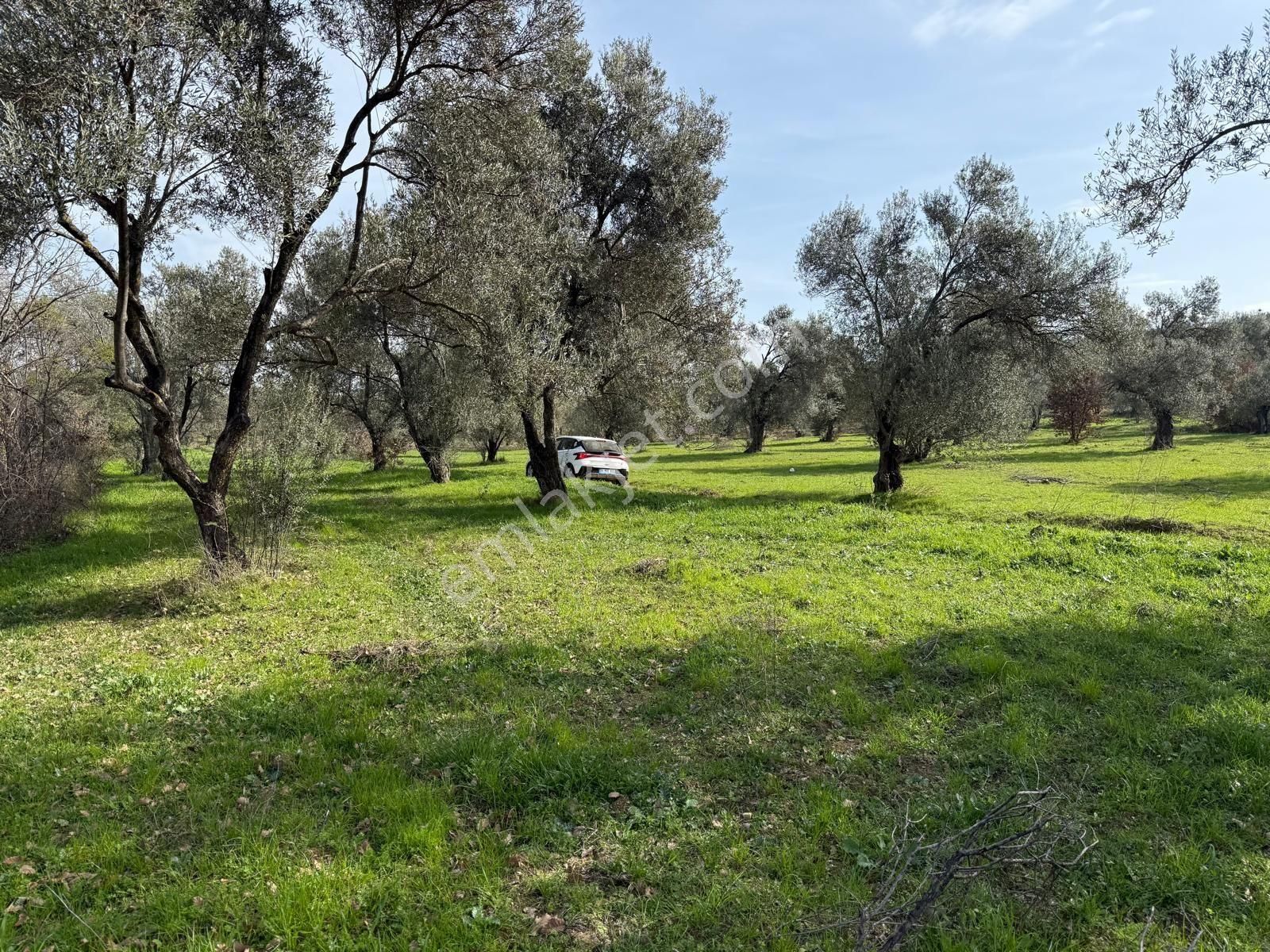 Miryadan Burhaniye Ağacık Köyünde Satılık Tarla - Görsel 6