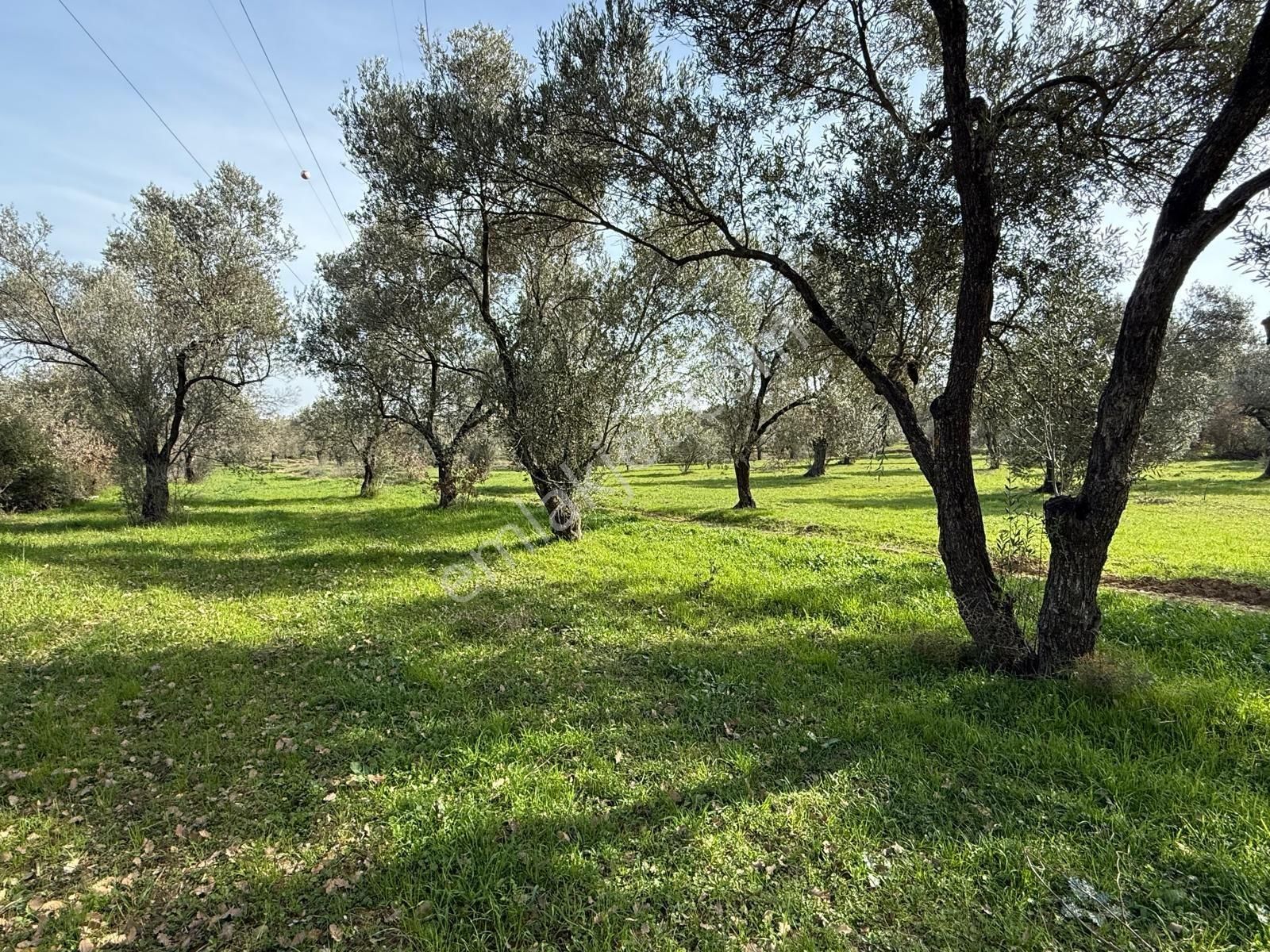 Miryadan Burhaniye Ağacık Köyünde Satılık Tarla - Görsel 5