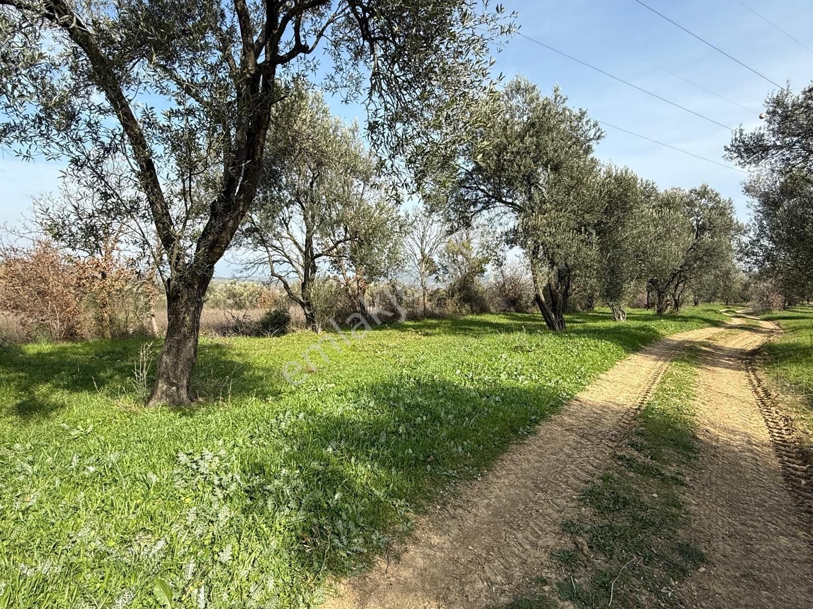 Miryadan Burhaniye Ağacık Köyünde Satılık Tarla