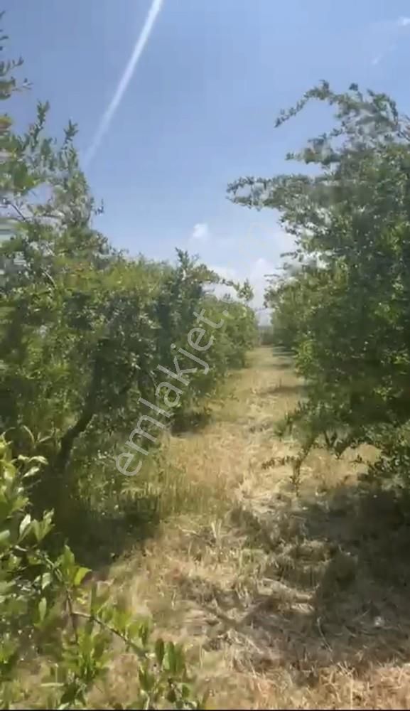 Fırsat ! 46.000 M2 Nar Bahçesi Ve 3 Damlı Kargir Evi Olan Çiflik - Görsel 17