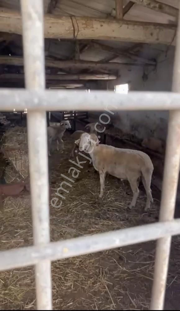 Fırsat ! 46.000 M2 Nar Bahçesi Ve 3 Damlı Kargir Evi Olan Çiflik - Görsel 30