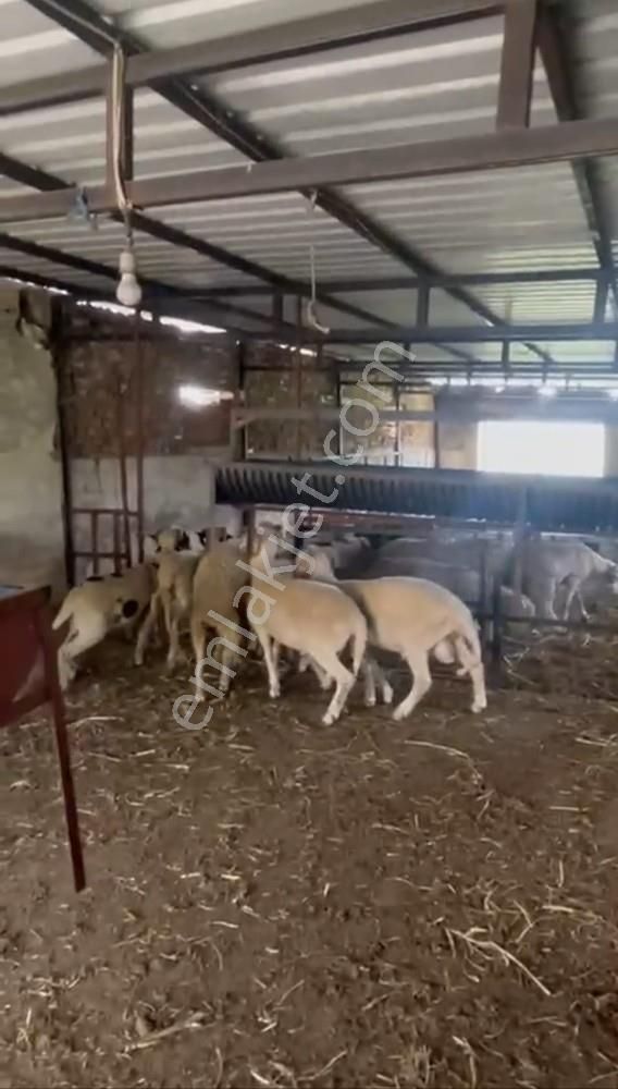 Fırsat ! 46.000 M2 Nar Bahçesi Ve 3 Damlı Kargir Evi Olan Çiflik - Görsel 20