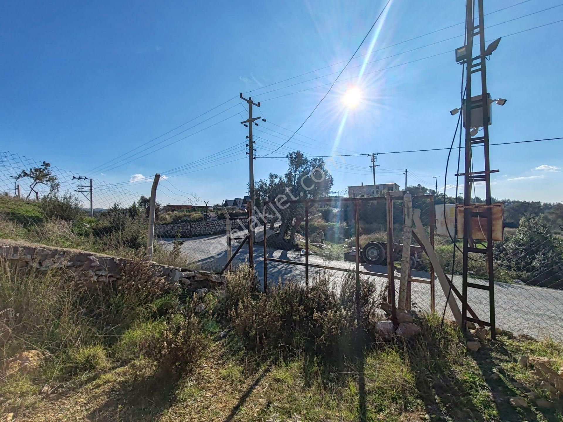 Buca Kırklarda Su Ve Elektriği Bulunan Satılık Zeytinlik